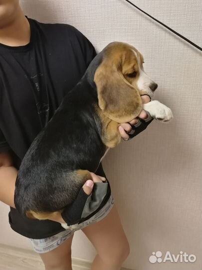 Продам щенков бигля