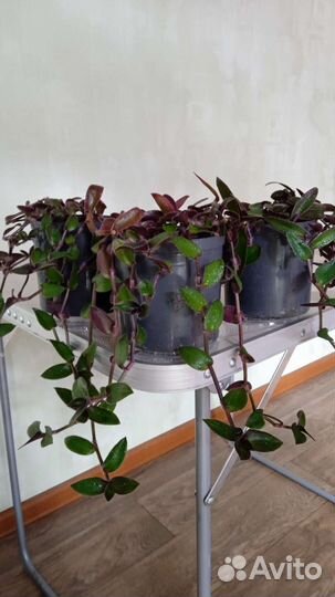 Традесканции