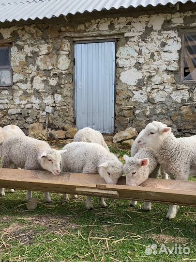 Тексель ташлинские овцы ярки