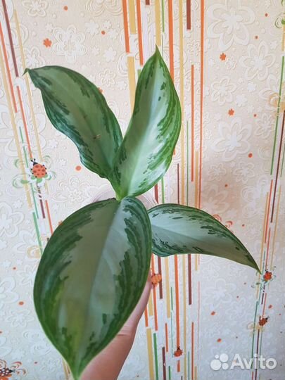 Аглаонема Сильвер Бей