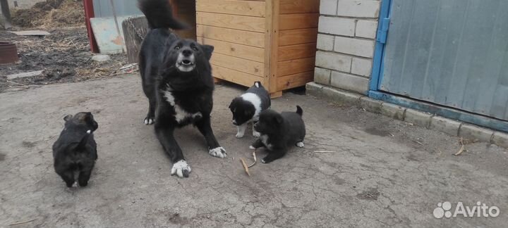 Щенки лайки