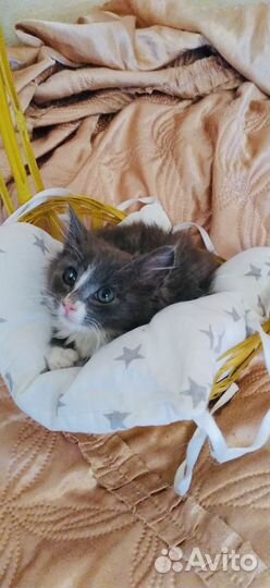 Котенок 2 месяца в добрые руки