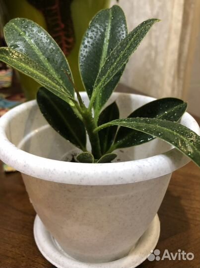 Комнатные цветы