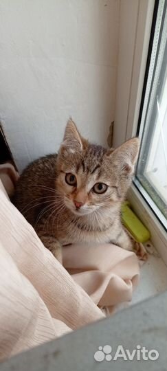 Котенок в добрые руки