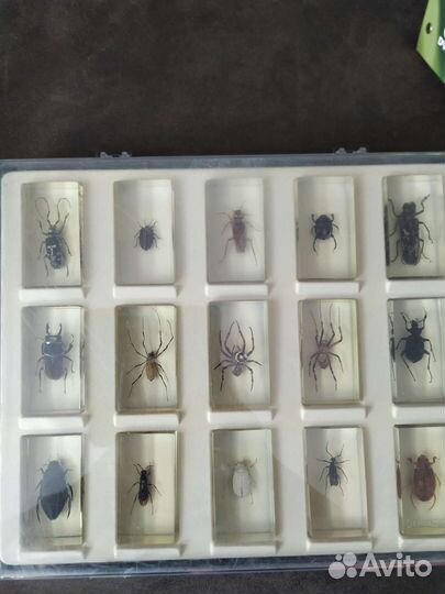 Настоящие Насекомые и их знакомые