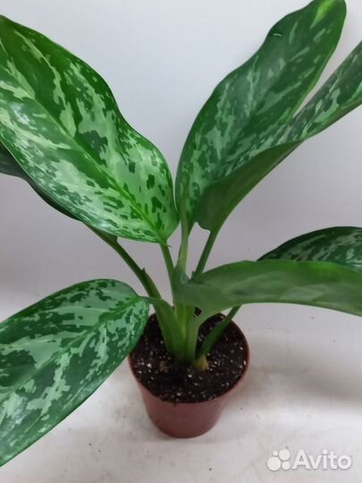 Аглаонема грин леди