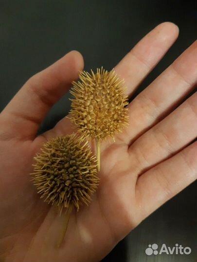 Бурнаки (верблюжья колючка) от гайморита