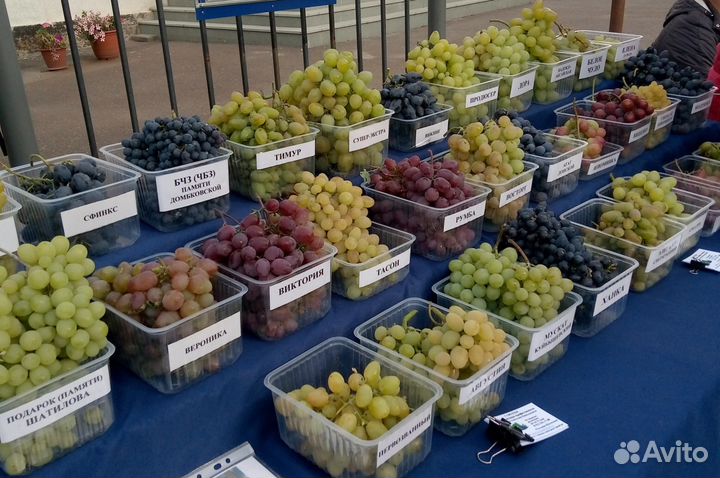 Саженцы винограда двухлетки от профессионала