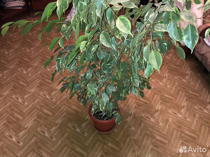 Фикус бенджамина большой