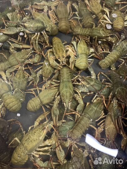 Живые раки оптом