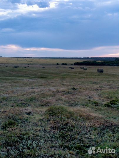 Сено сено эспарцет