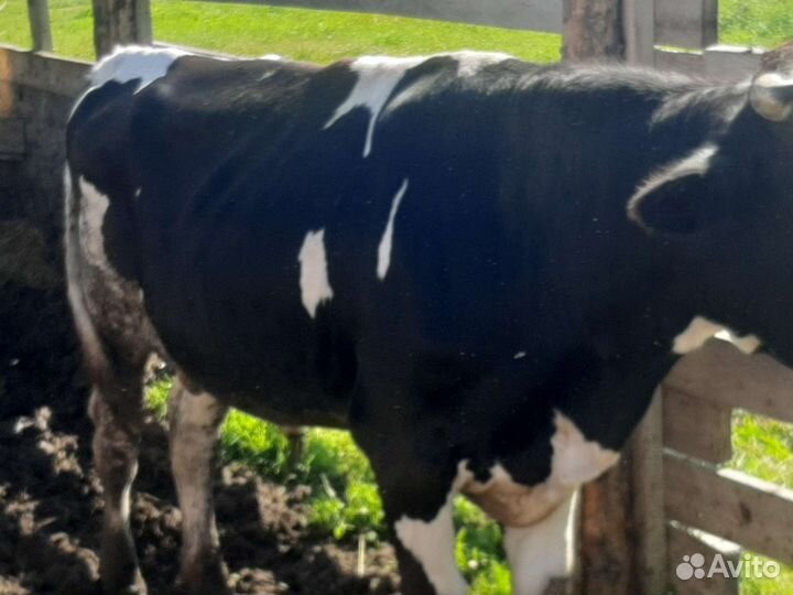 Бык, корова, 2 телочки