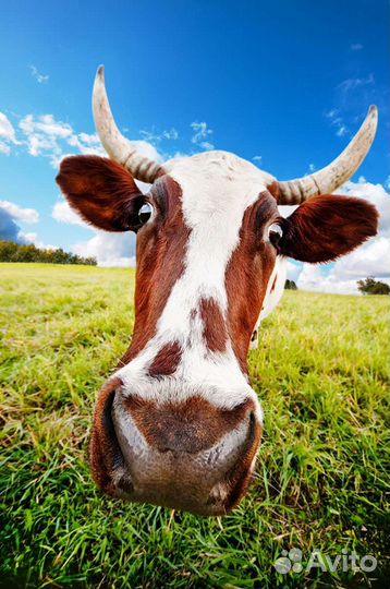 Коровы дойные молочные