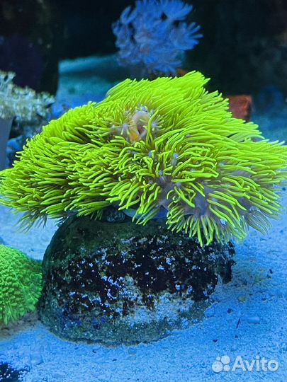 Морские кораллы для аквариума