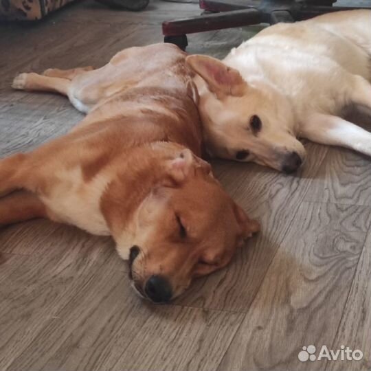 Собака в дар в добрые руки