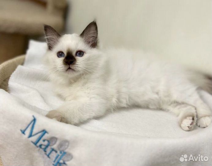 Котята священная бирма