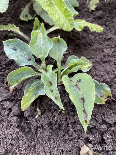 Хоста и хоста мини