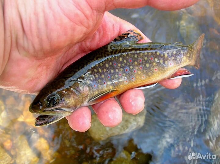 Рыбопосадочный материал(Форель)