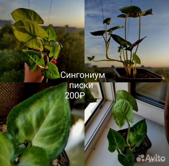 Комнатные растения