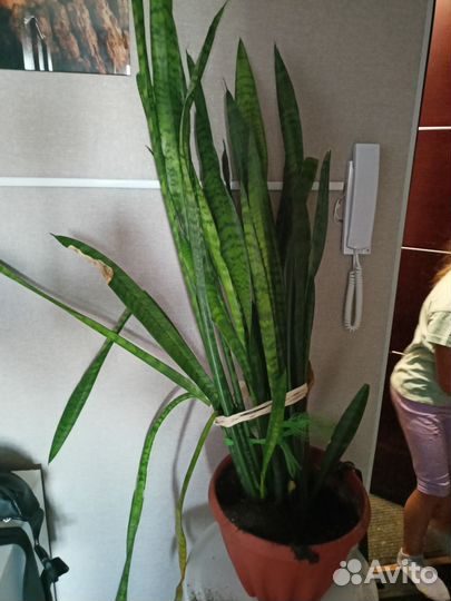 Сансевиерия