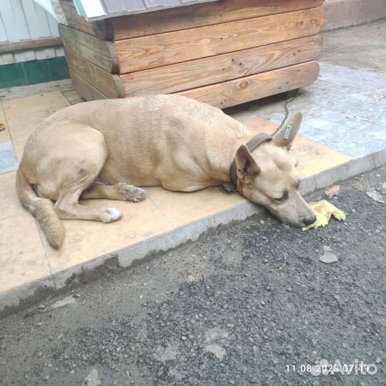 Нашли собаку держать не можем