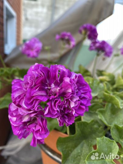 Пеларгония герань