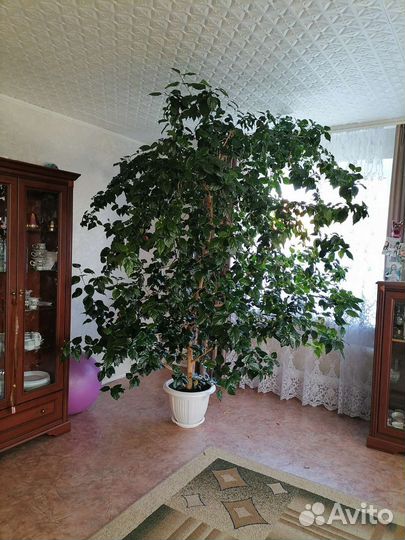 Гибискус китайская роза