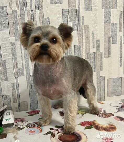 Грумер для питомцев