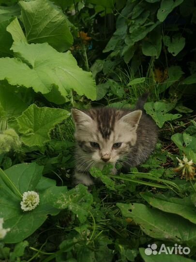 Котята крысоловки бесплатно