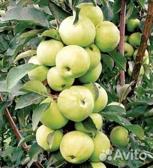 Саженцы плодовых деревьев