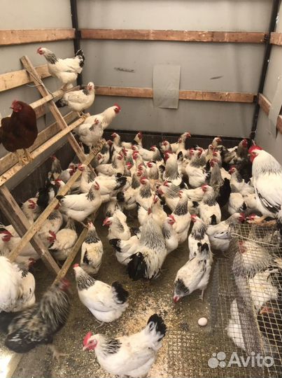 Несущие Куры,Утки,Гуси Холмогоры,Кролики,Петухи
