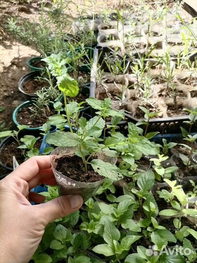 Мята разные вкусы