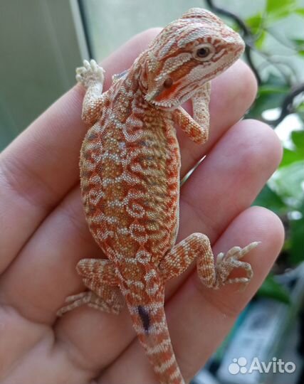 Яркие малыши бородатой агамы 50%ред)