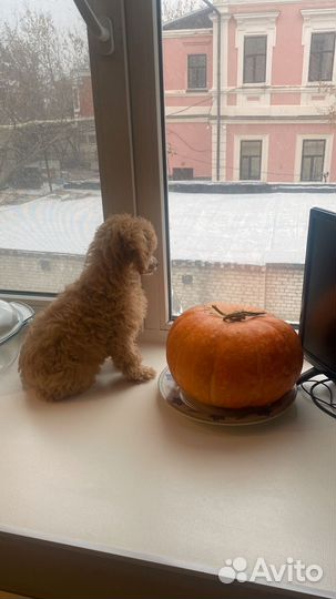 Малый пудель