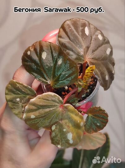 Бегонии сортовые