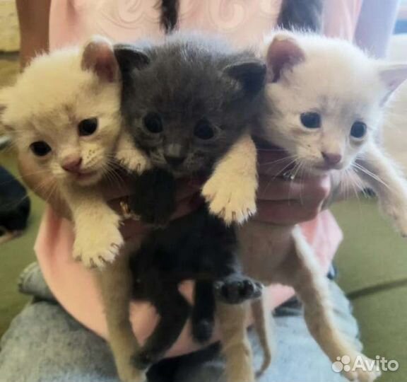 Котята от домашней кошки отдам
