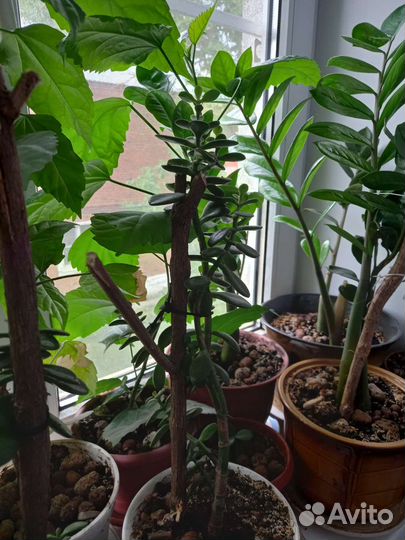 Комнатные цветы