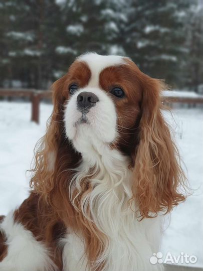 Кавалер Кинг Чарльз спаниель вязка