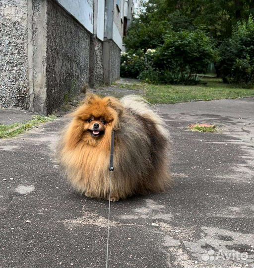 Большой Выбор щенков Померанского шпица