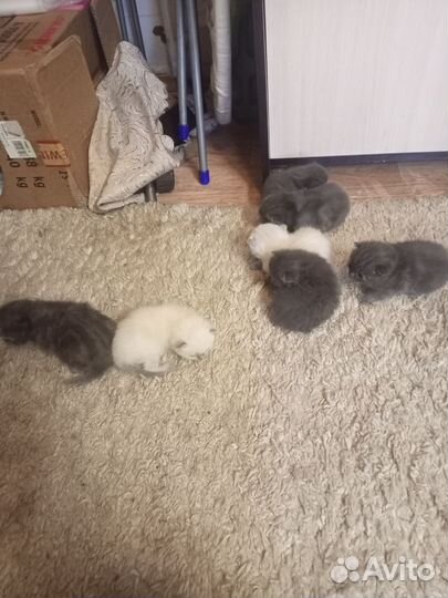 Шотландские котята