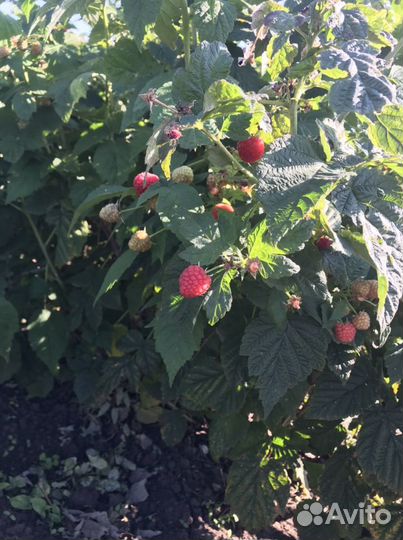 Саженцы ремонтантной малины пингвин