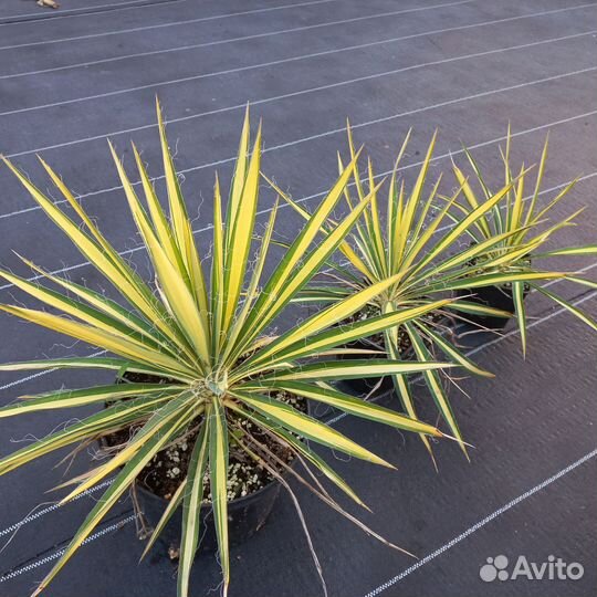 Злаковые растения