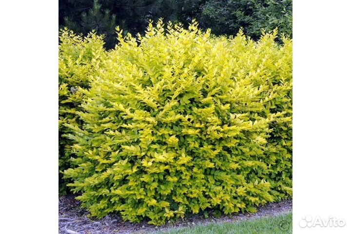 Бирючина обыкновенная