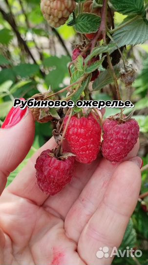 Ремонтантная малина