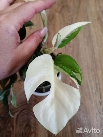 Монстера рафидофора вариегатная