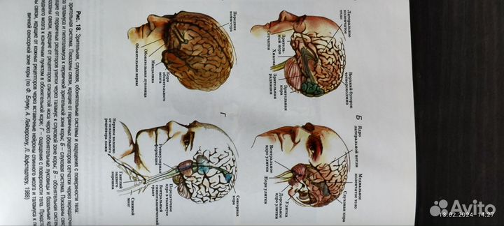 Нейропсихология Е.Д.Хомская/ А.Р.Лурия Язык и созн