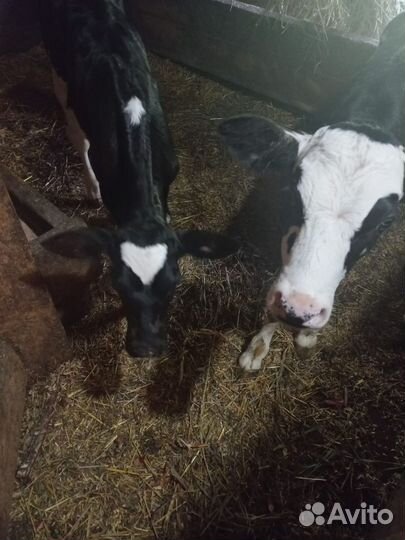 Телята телки