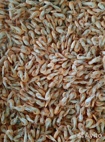 Креветка азовская с доставкой