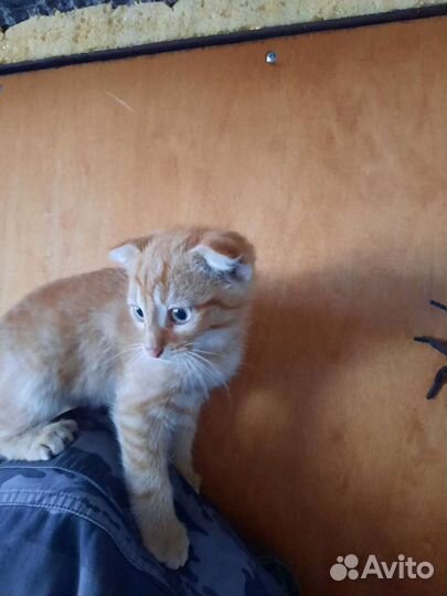 Вислоухие котята в добрые руки