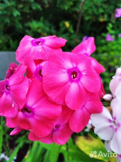 Георгины, флоксы